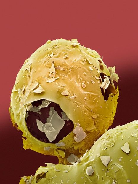 Как выглядят продукты под микроскопом
