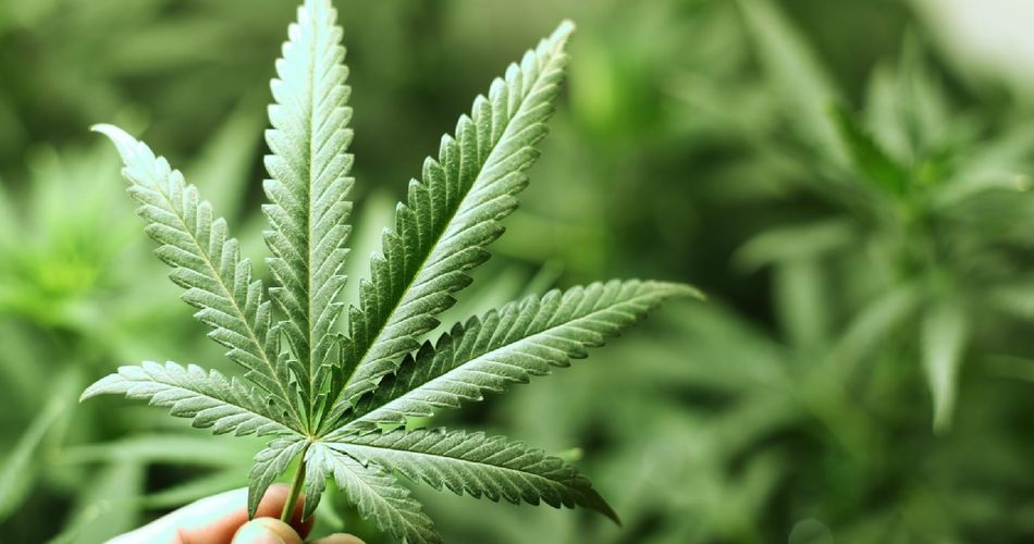 Что значит марихуана семена конопли с высоким тдк